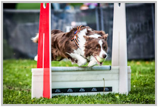 border collie speedy dream